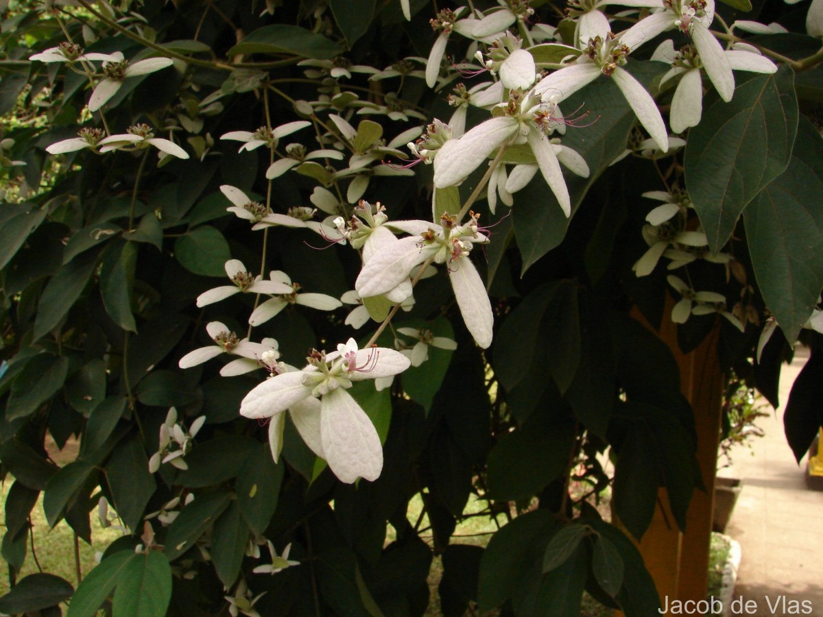 Congea tomentosa Roxb.